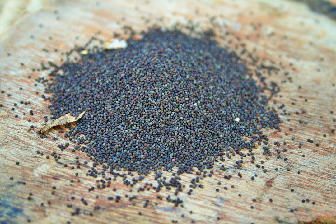 Poppy Seed Allergy Midwest Allergy Sinus Asthma Respiratory IL