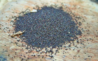 Poppy Seed Allergy