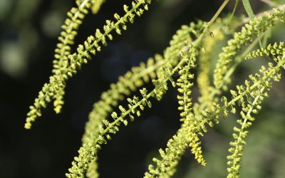 Ragweed Pollen: Coming Soon to a Place Near You!