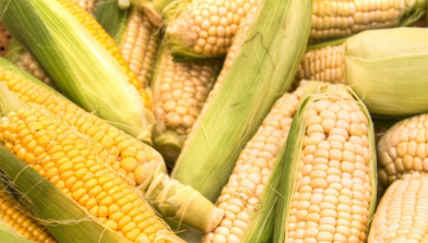 What Is A Corn Allergy?
