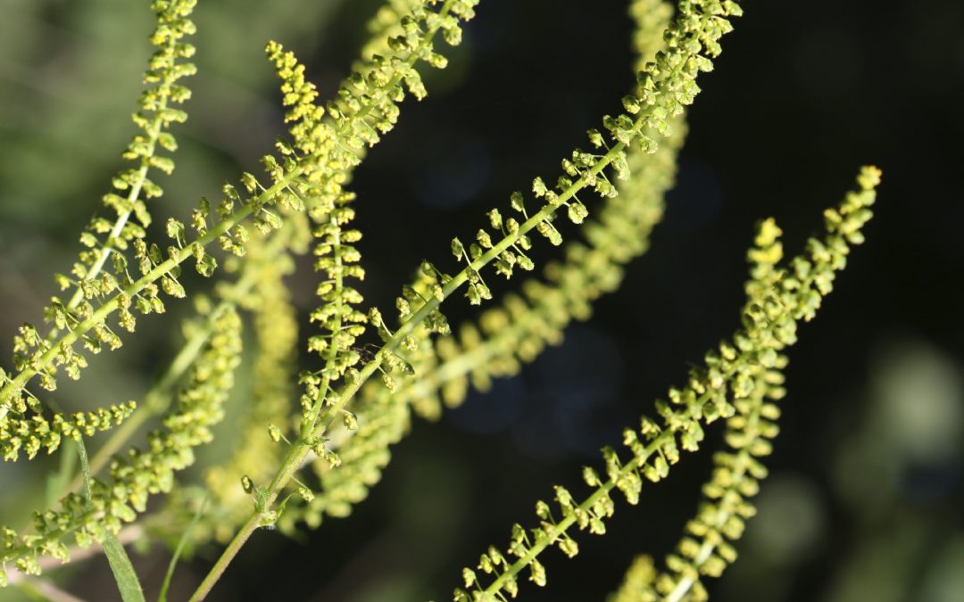 Allergists Offer Ragweed Survival Guide
