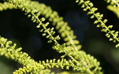 Allergists Offer Ragweed Survival Guide